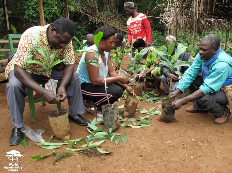 Strong and vibrant grassroots institutions are vital for successful natural resource management and achieving improved rural livelihoods. Photo by World Agroforestry Centre/Charlie Pye-Smith