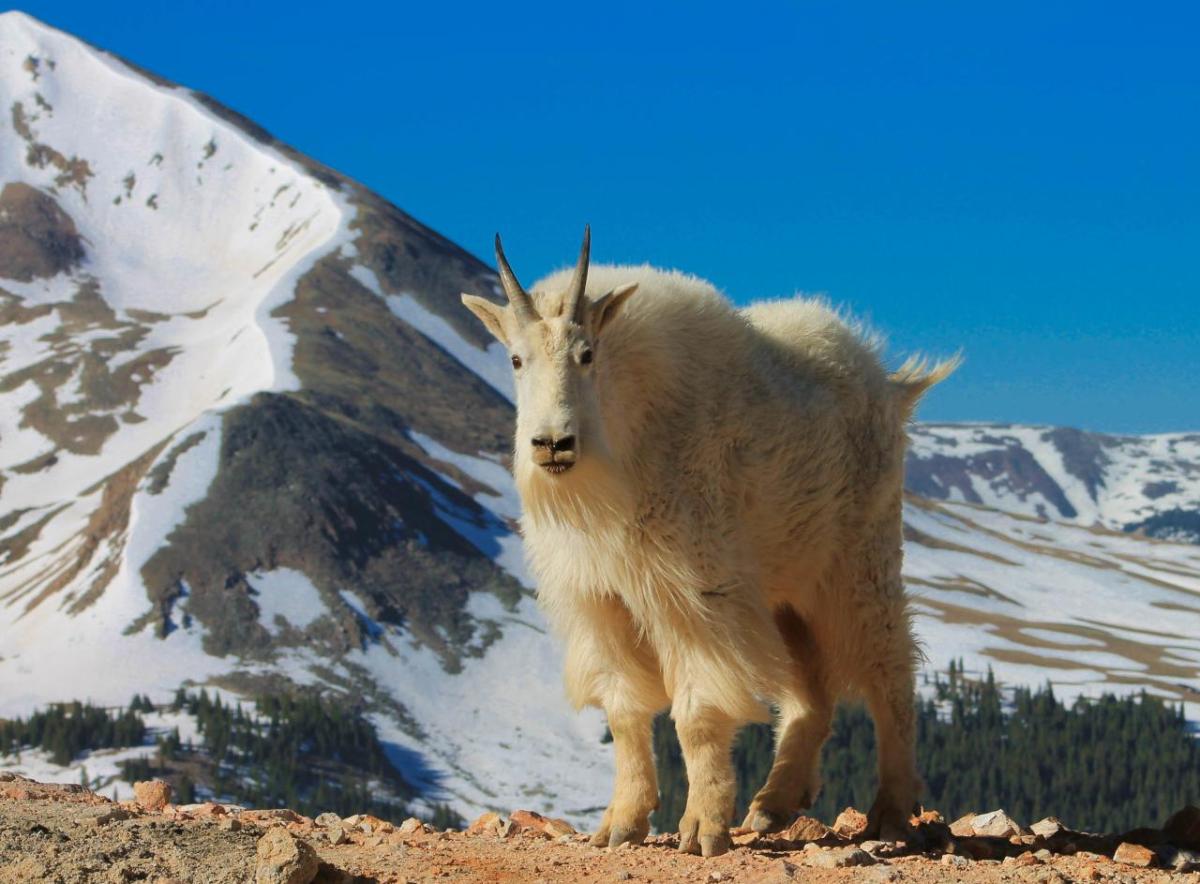 Mountain goat standing in front of a snowy mountain