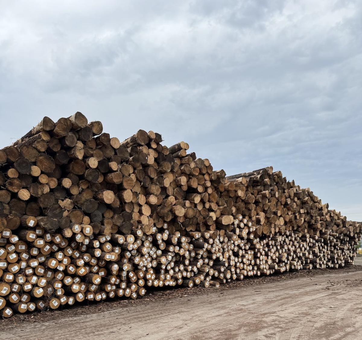 photo of log piles