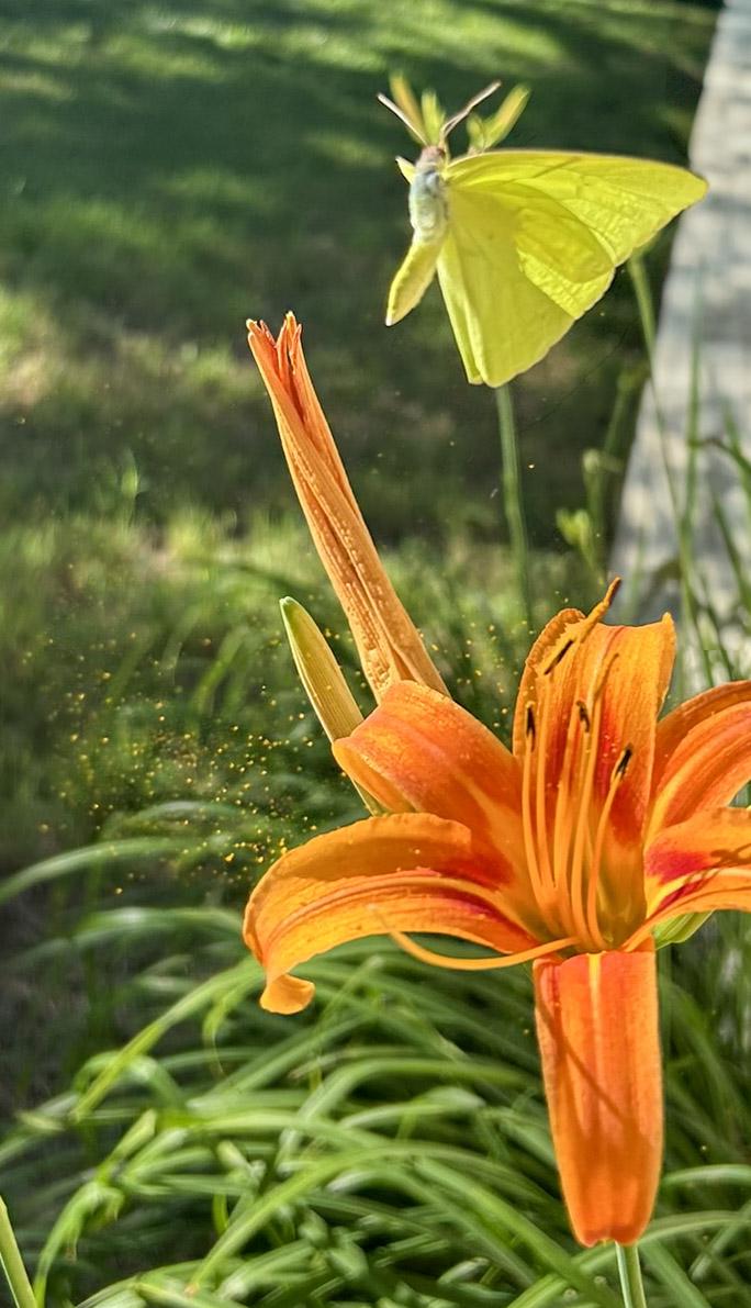 photo of plants