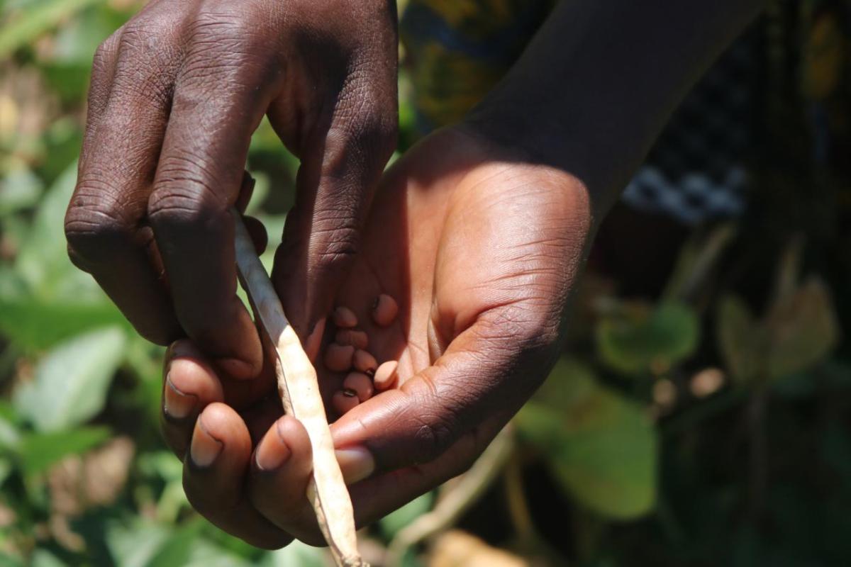Memory shows me a handful of cowpeas—known in the United States as black-eyed-peas.