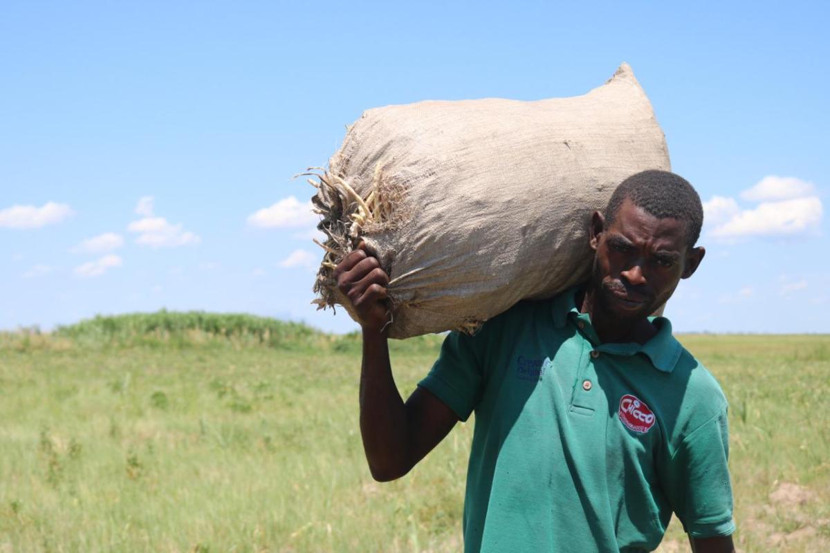 A farmer lifts a bag of cowpea stalks. In the next month, farmers will split open the stalks, collect the cowpeas, dry them, and sell them at a market.