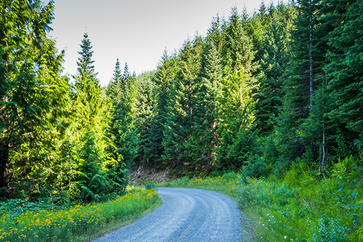 Idaho forest road