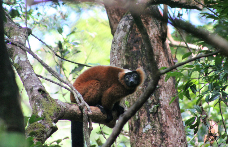 Lemur sitting in a tree.