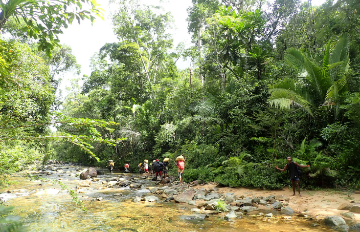 Scientists hiking through a forest near a stream.