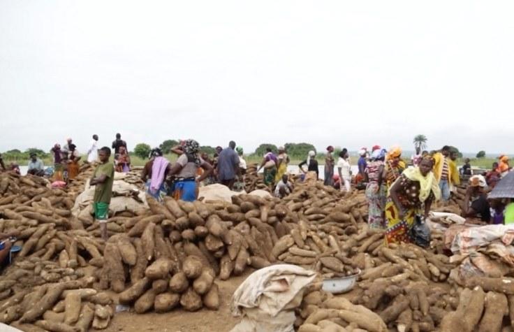 Yams being harvested in Nigeria.