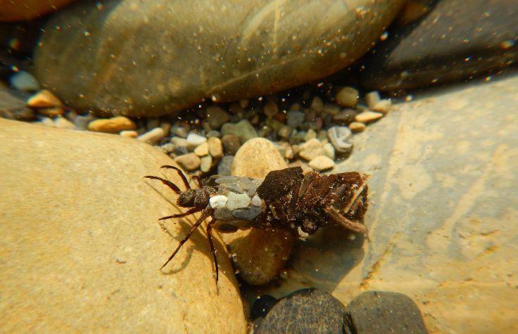 A bottom-dwelling caddisfly larvae spotted while sampling. | Photo: Courtesy of Living Lakes Canada