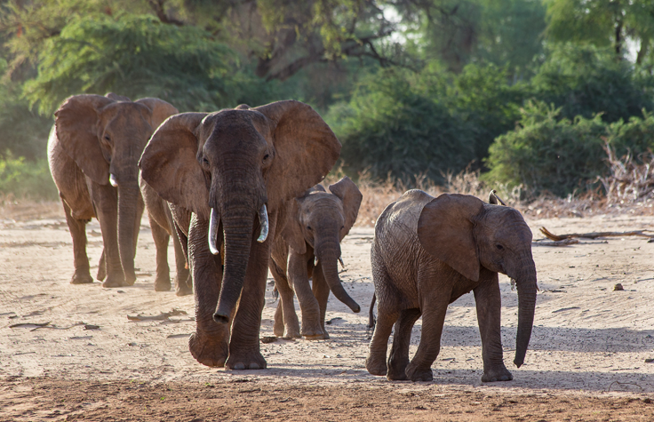 In just the past century, the number of living African forest elephants has been reduced by 86%. | Photo: San Diego Zoo Wildlife Alliance