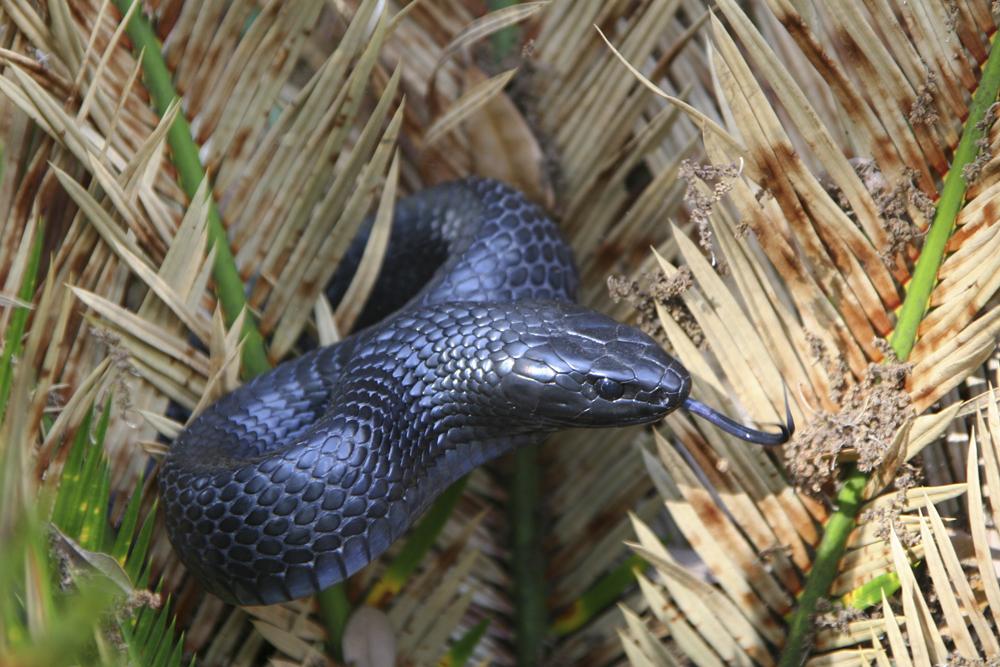 Eastern Indigo Snake hissing