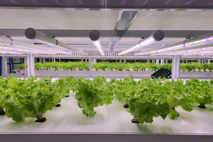 lettuce plants growing