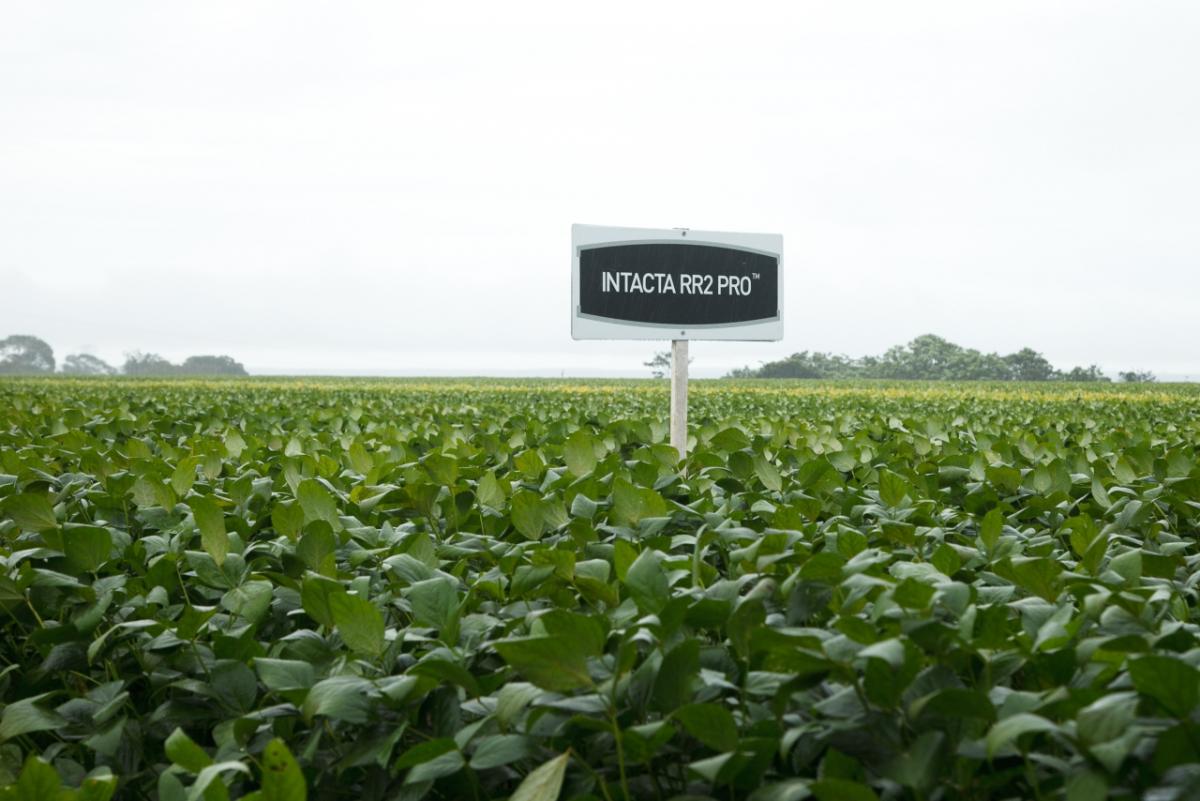 A field of Intacta RR2-PRO™-soybeans located in Mato Grosso, Brazil.