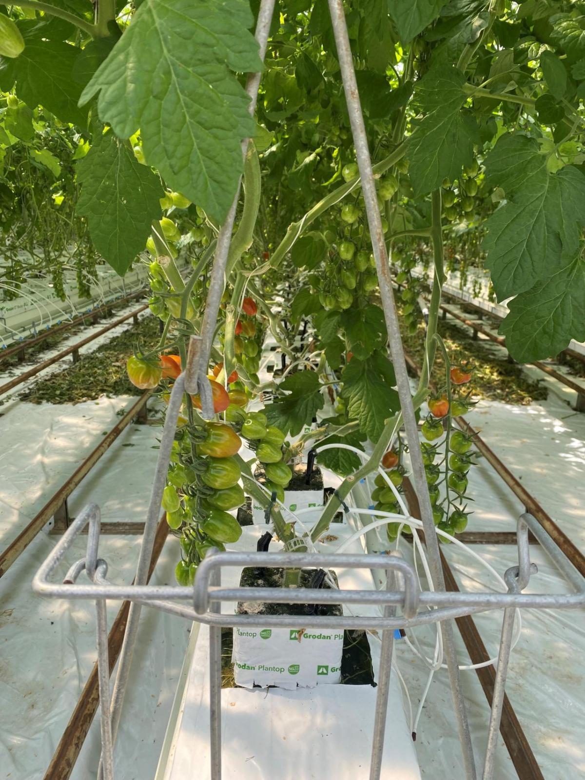 tomato plants