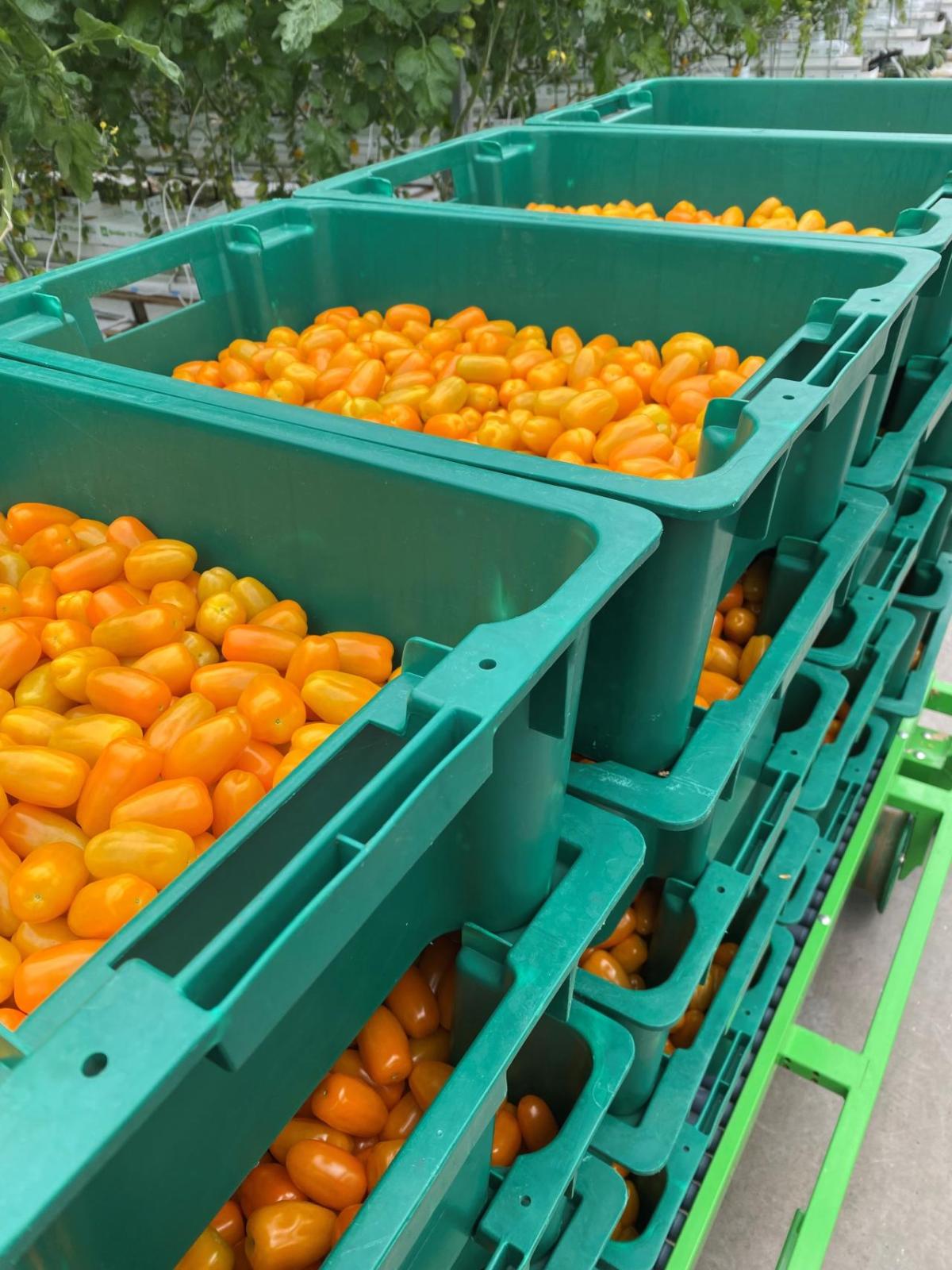 Grape tomato Harvest