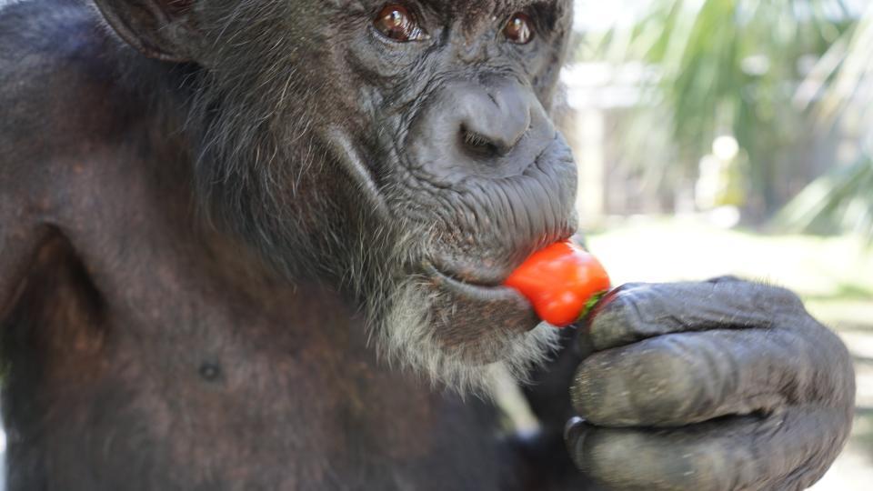 Jacob the chimp eating a pepper