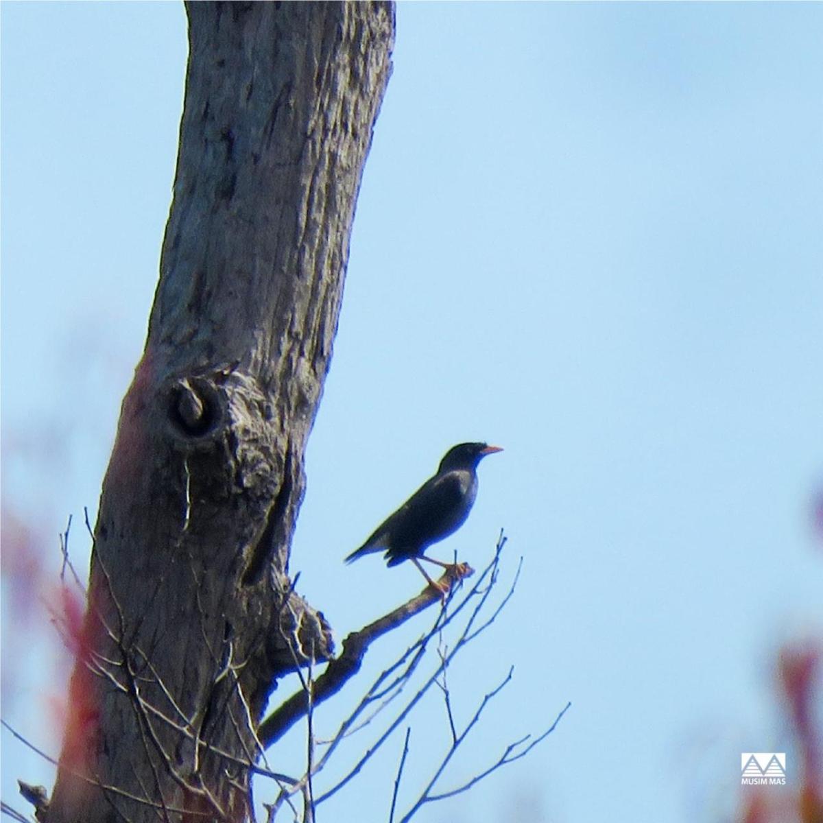 Javan Myna bird