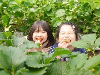 Aya and Shiho eating strawberries in a strawberry patch