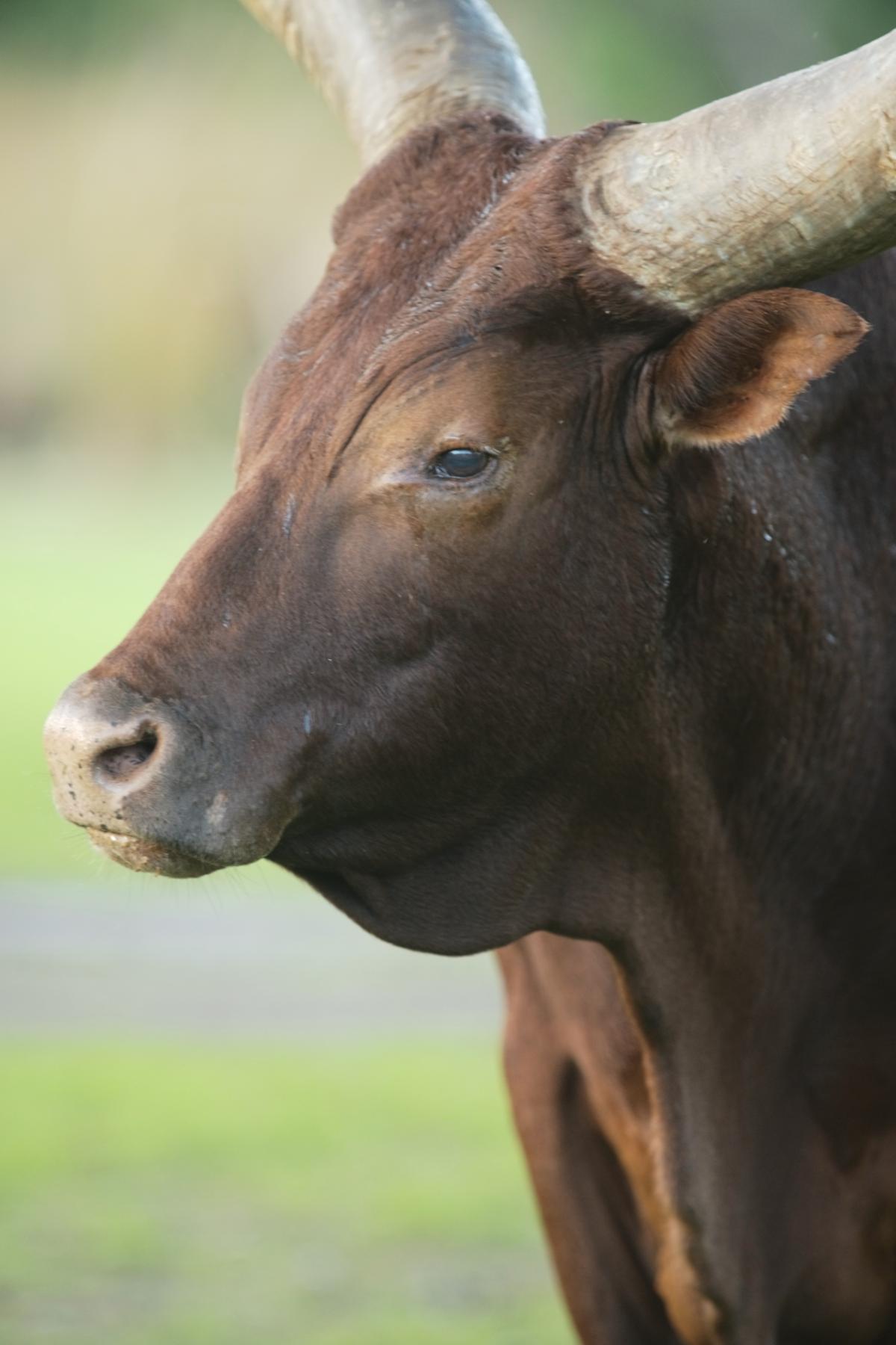Year of the Ox @JamesKarlFischerPhD