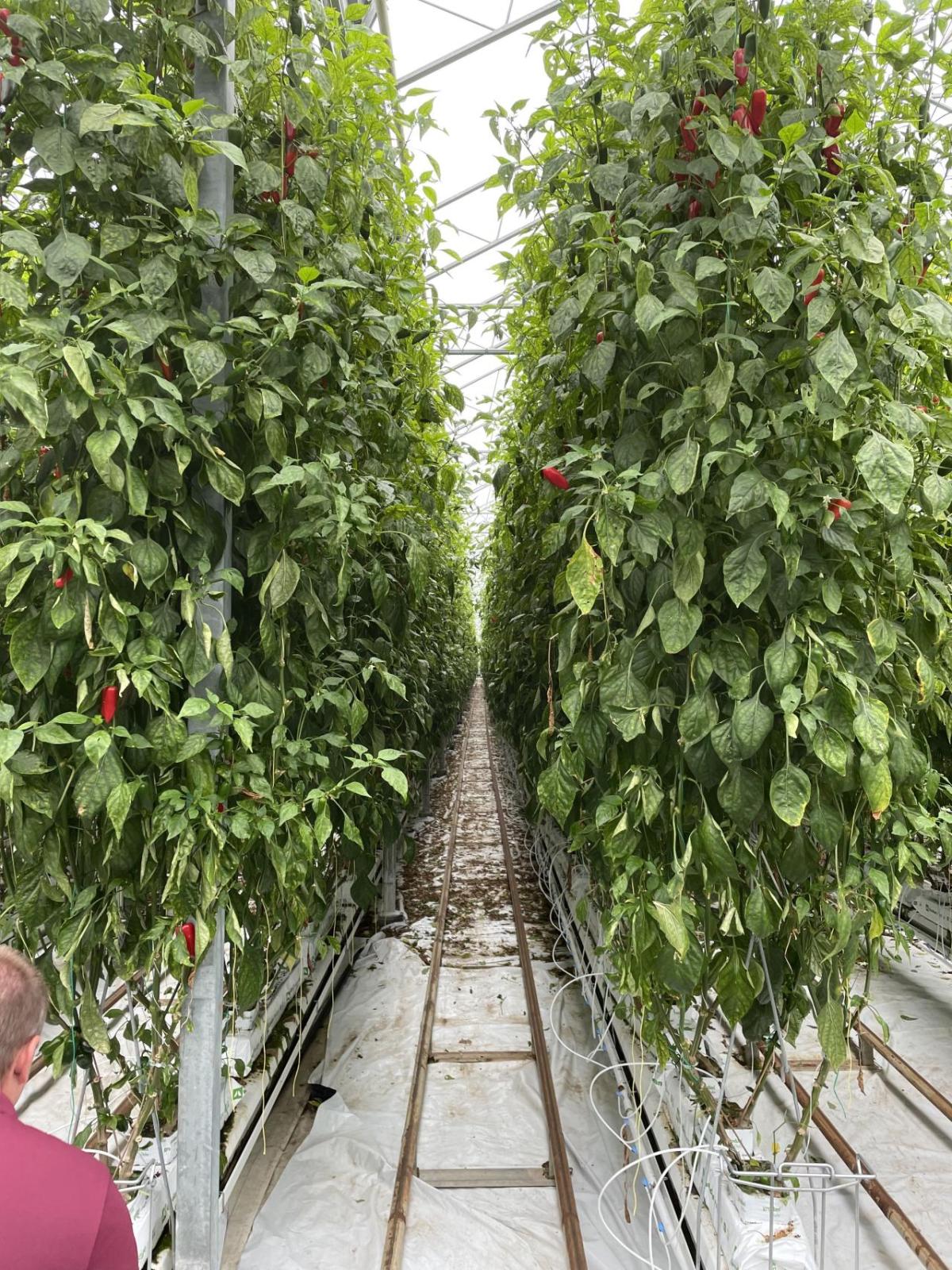 Inside of greenhouse