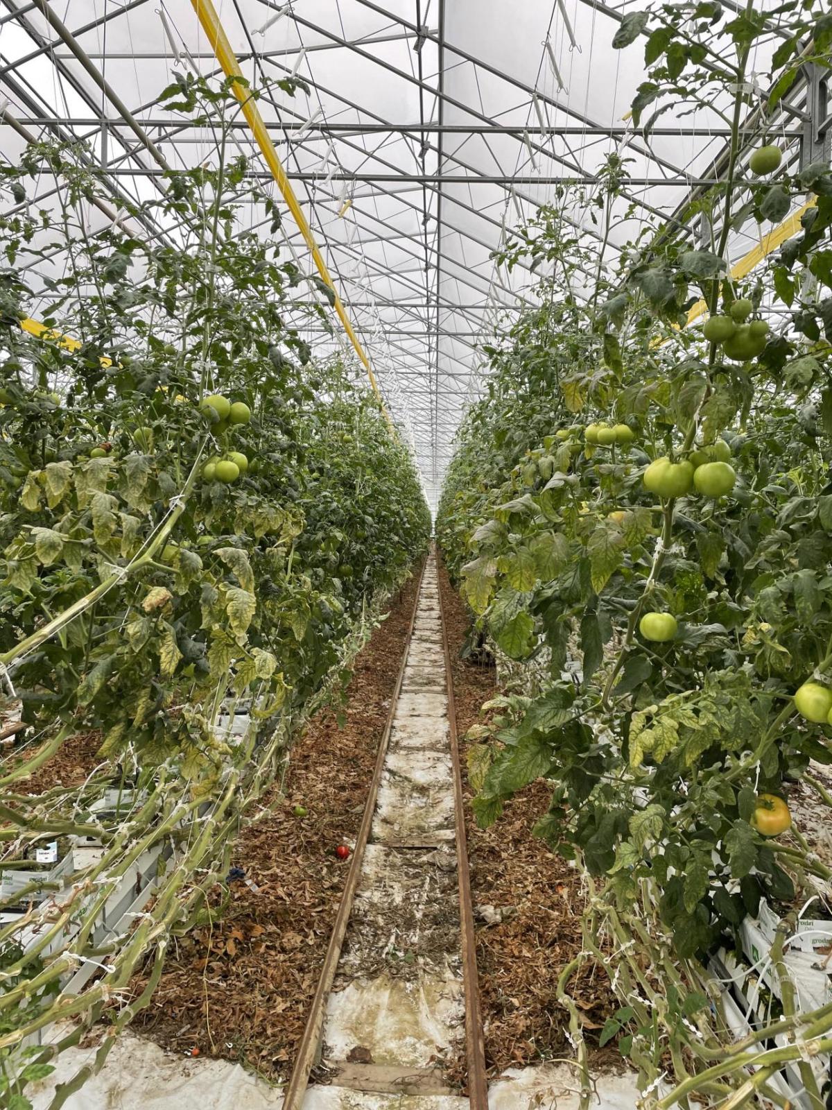 Inside of greenhouse