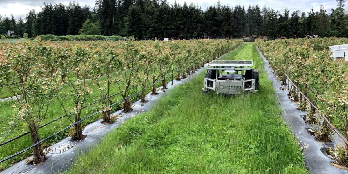 A land care robot going down rows of grass between crops.