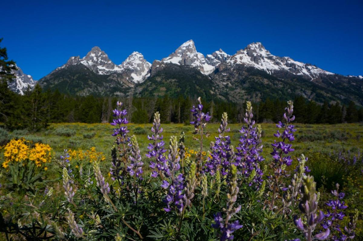 White-capped mountains behind a meadow in Wyoming