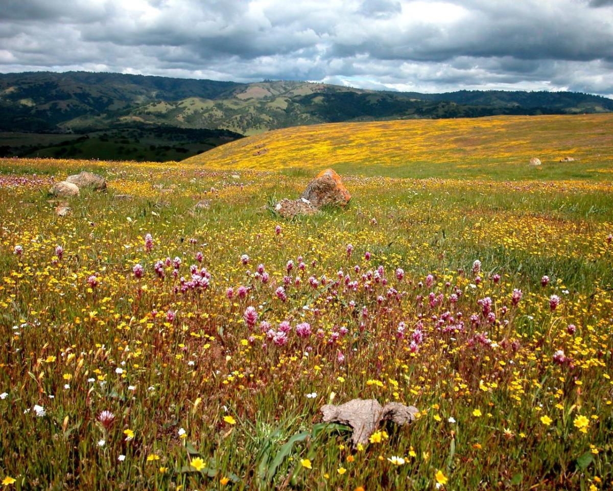 Grassland with native flowers