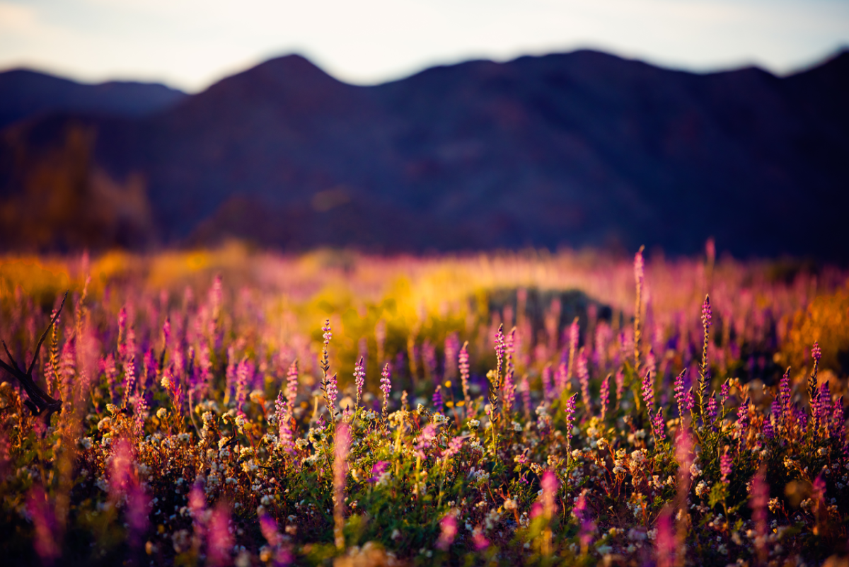 Wildflowers at the foot of a mountain