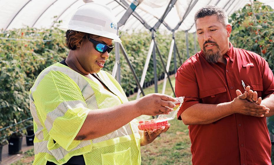 LaQuitta Ghent opening a case of berries in a greenhouse. Another to the right watching.