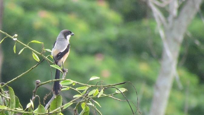 Bird on a branch, foliage behind it.