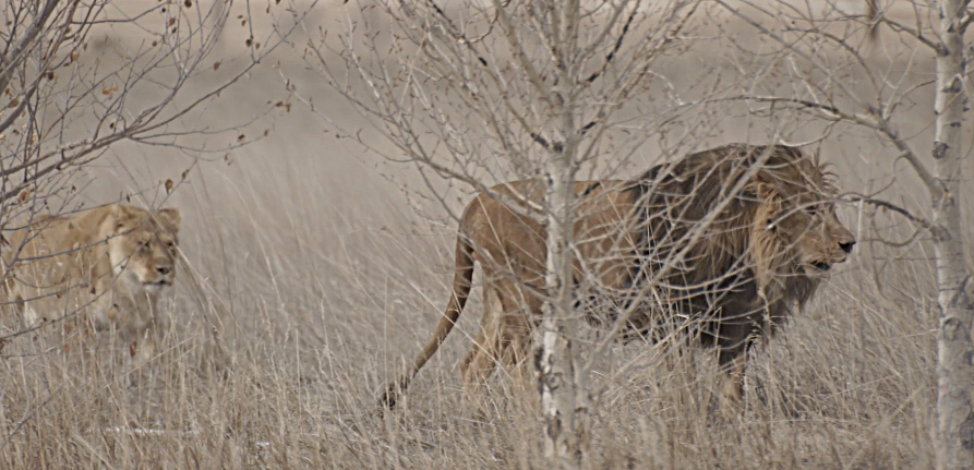 lions