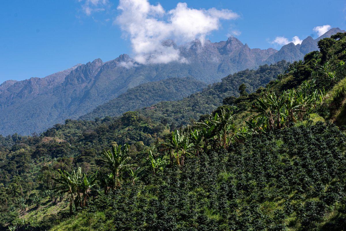 Coffee plants, shaded by large trees, grow on a sloped hillside with mountains in the background. 