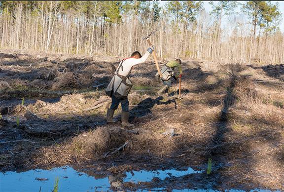 Workers plant longleaf pine seedlings at one of the three preservation sites that are a part of Boeing’s South Carolina wetlands mitigation plan. They can plant approximately 250,000 trees in less than five days using this method.