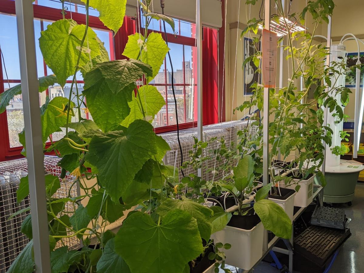 The Longwood Academy of Discovery's Vine Crop System with cucumber and tomato plants.