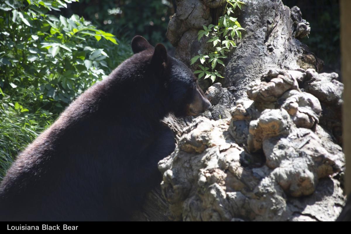 Louisiana black bear