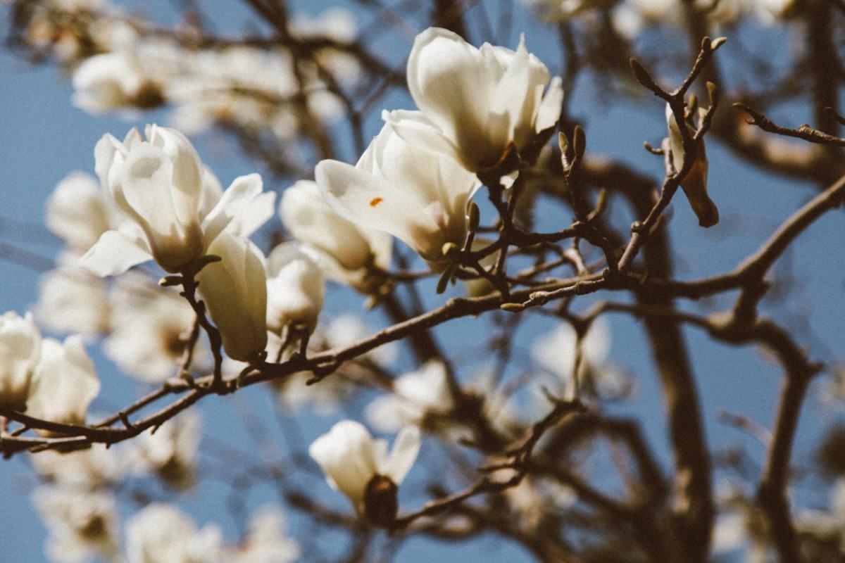 Photo credit: Shuxuan Cao from Pexels