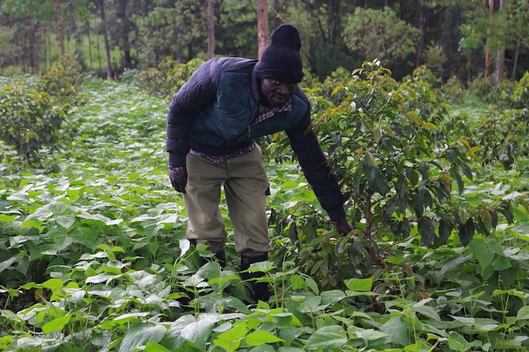 Manasseh Cheruiyot intercrops beans with coffee among taller Grevillea robusta trees. Image by Sophie Mbugua for Mongabay.