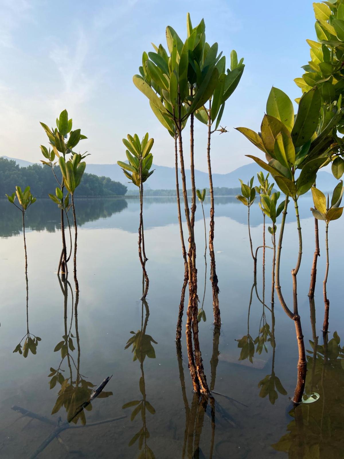 mangrove plants