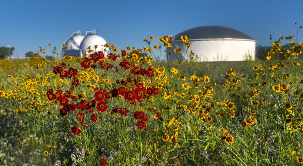 MPL’s Lima Area Pollinator Habitat in the summer of 2022. Field of flowers