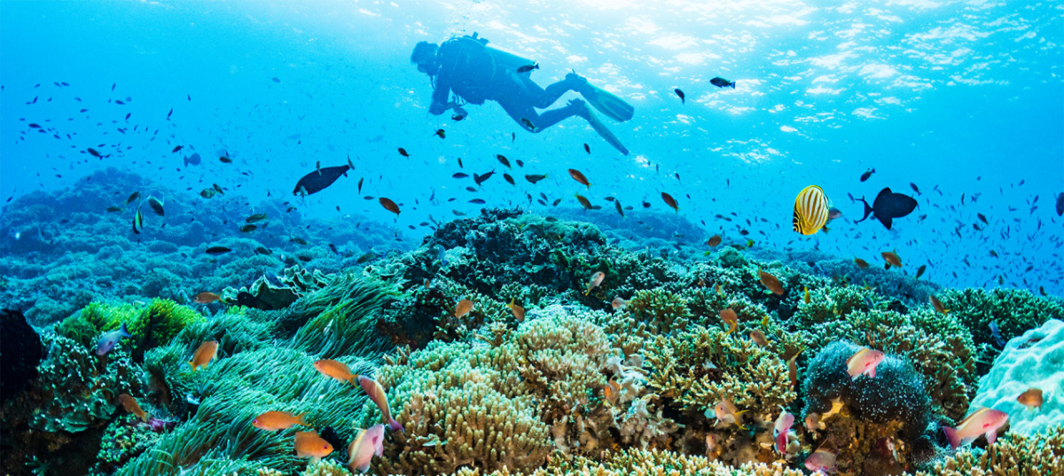 Scuba diver over coral reef