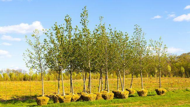 Trees ready to be planted