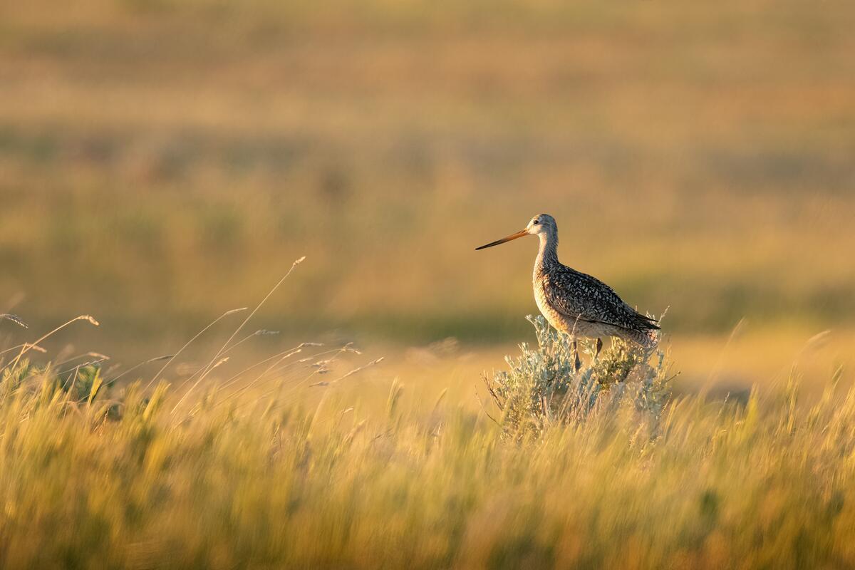 Marbled godwit bird in grasslands. © WWF-US/Clay Bolt