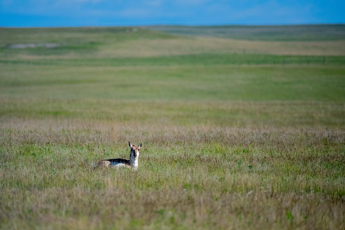 Pronghorn in a lush prairie. © WWF-US/Clay Bolt