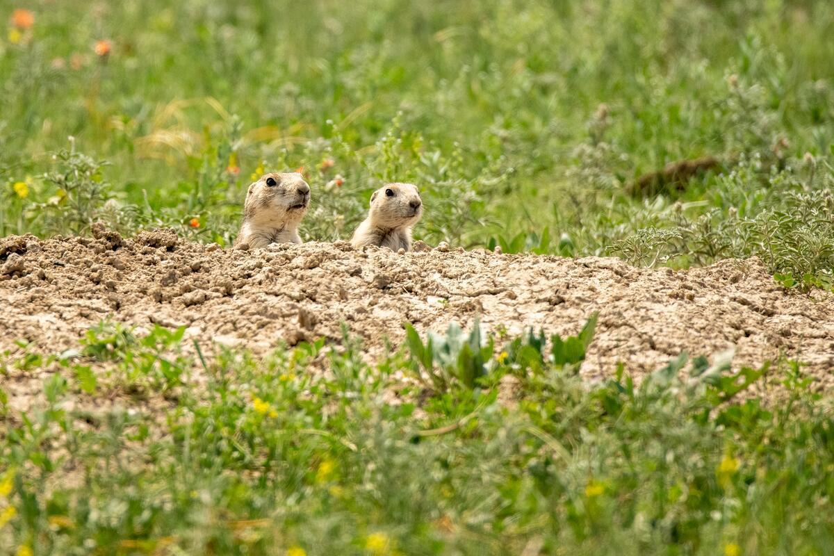 Prairie dogs peeking out of the soil in a field of grasslands. © WWF-US/Clay Bolt