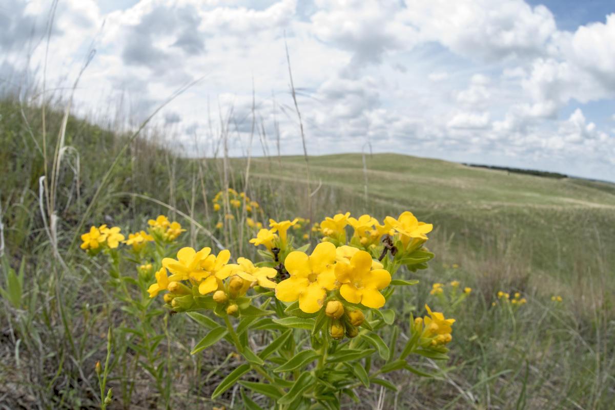 Yellow Puccoon flowers in the grasslands. © WWF-US / Clay Bolt