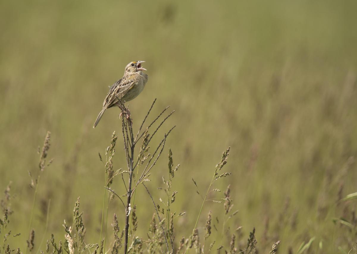 Grasshopper Sparrow perching in field of grass