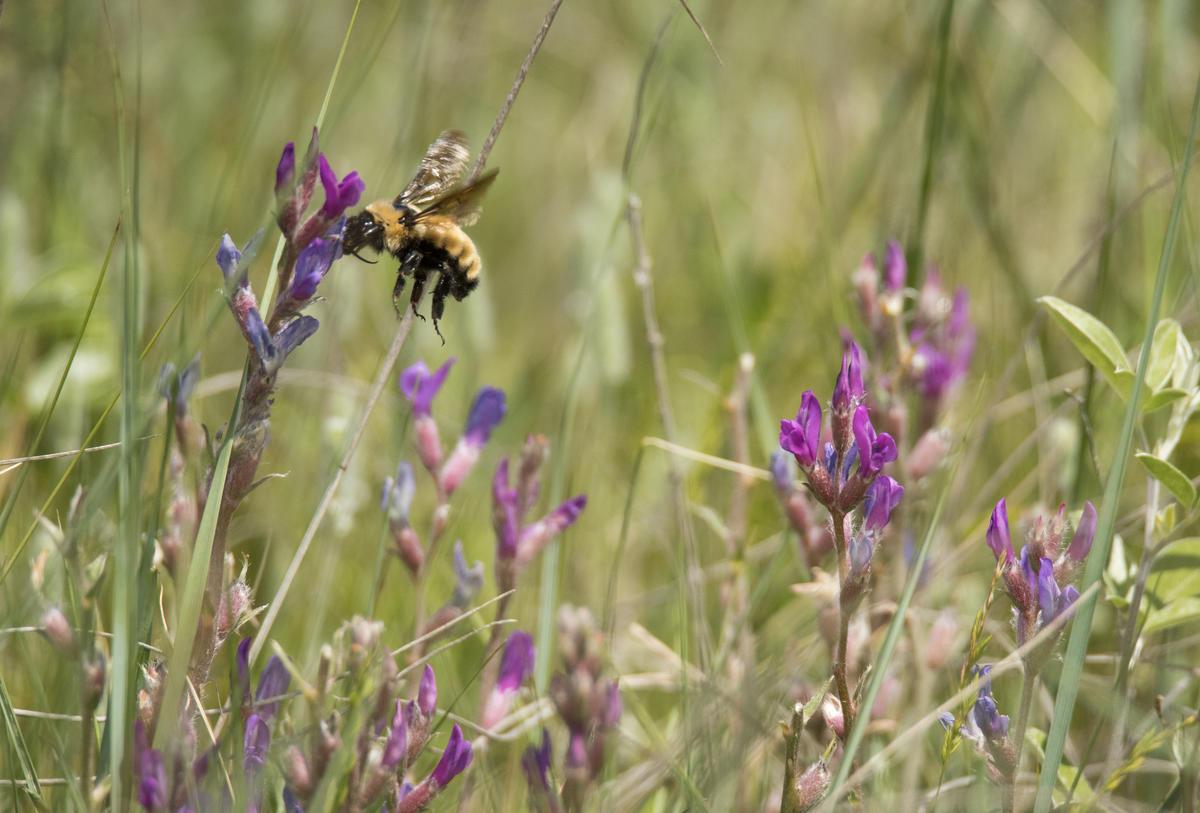 Yellow Bumble Bee in grasslands. © WWF-US / Clay Bolt
