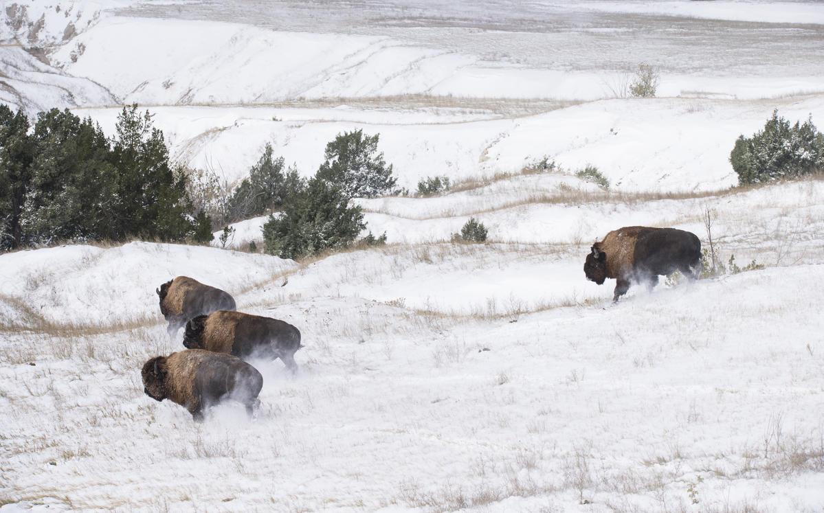 bison in a snow-covered prairie