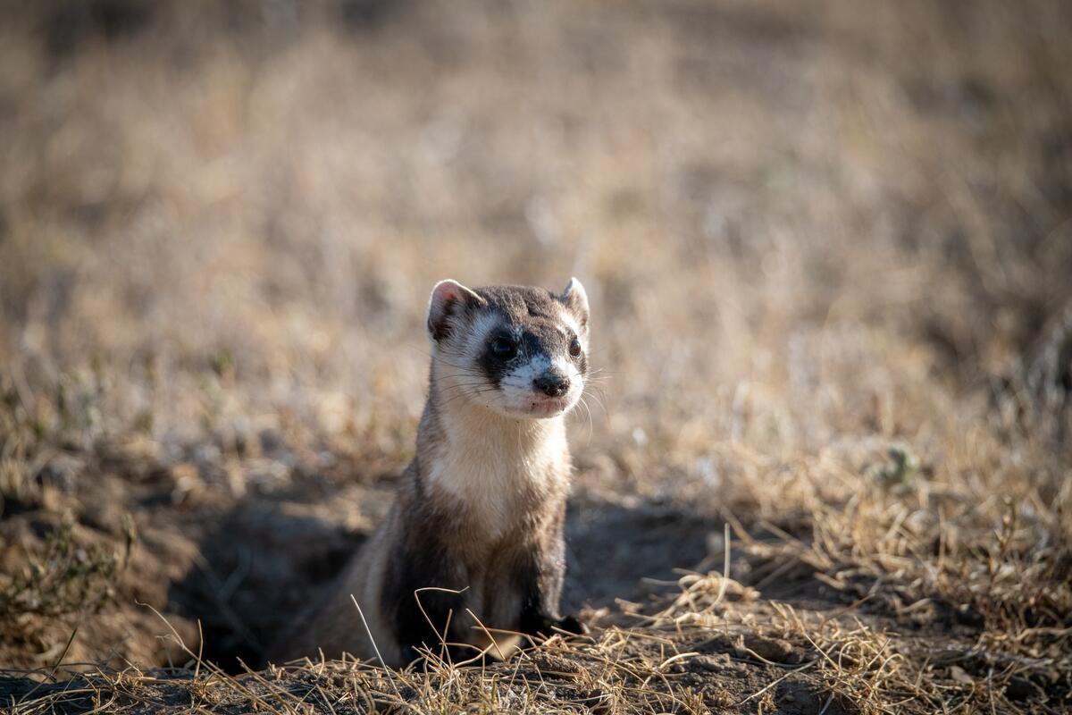 Black-footed ferret emerging from a burrow. © WWF-US/Clay Bolt