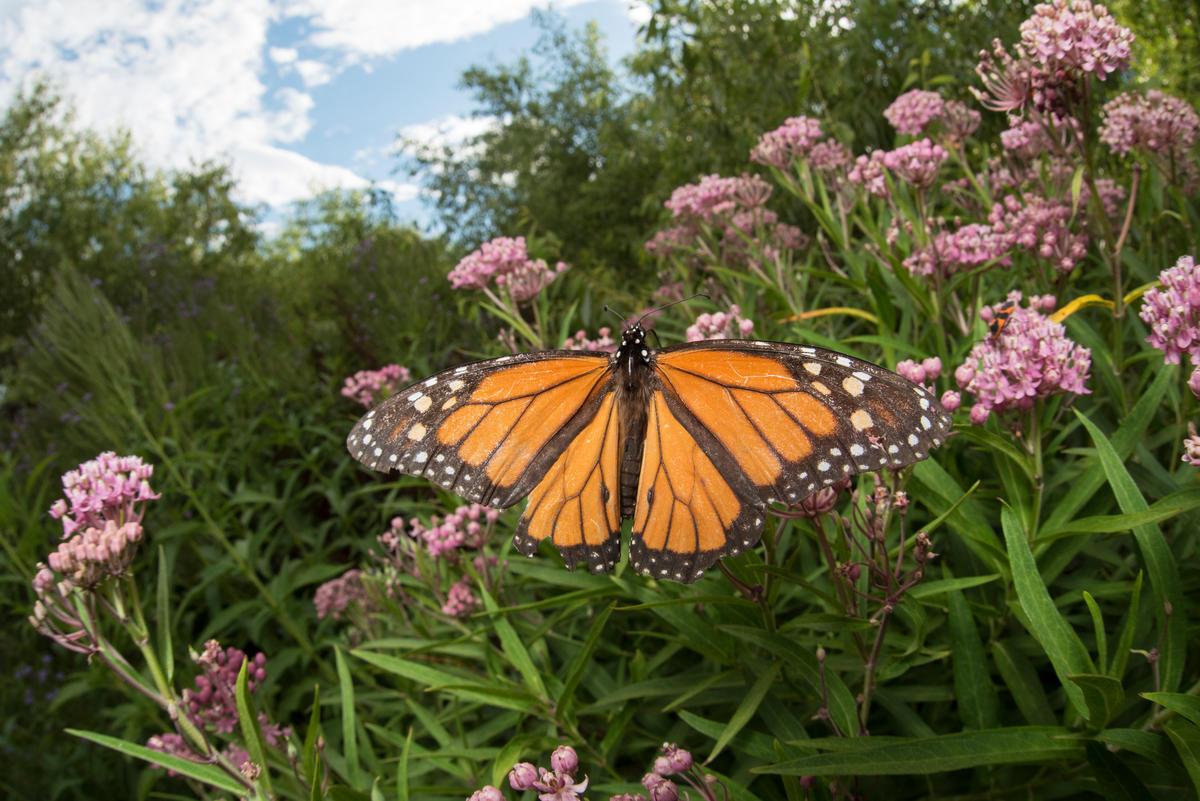 monarch butterfly on milkweed