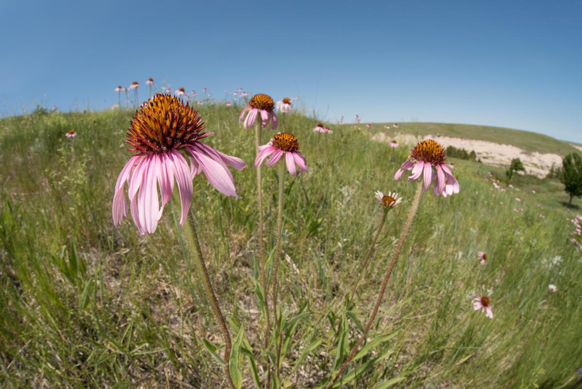 purple coneflowers in the prairie